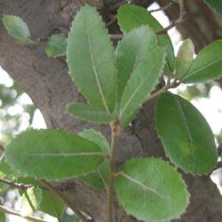 Quercus phillyreoides